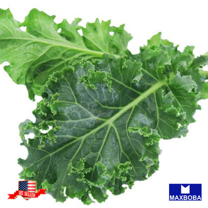 Kale White Russian Seeds Heirloom Vegetable Non-GMO