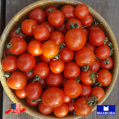 Tomato Sweetie Seeds Vegetable Heirloom Non-GMO
