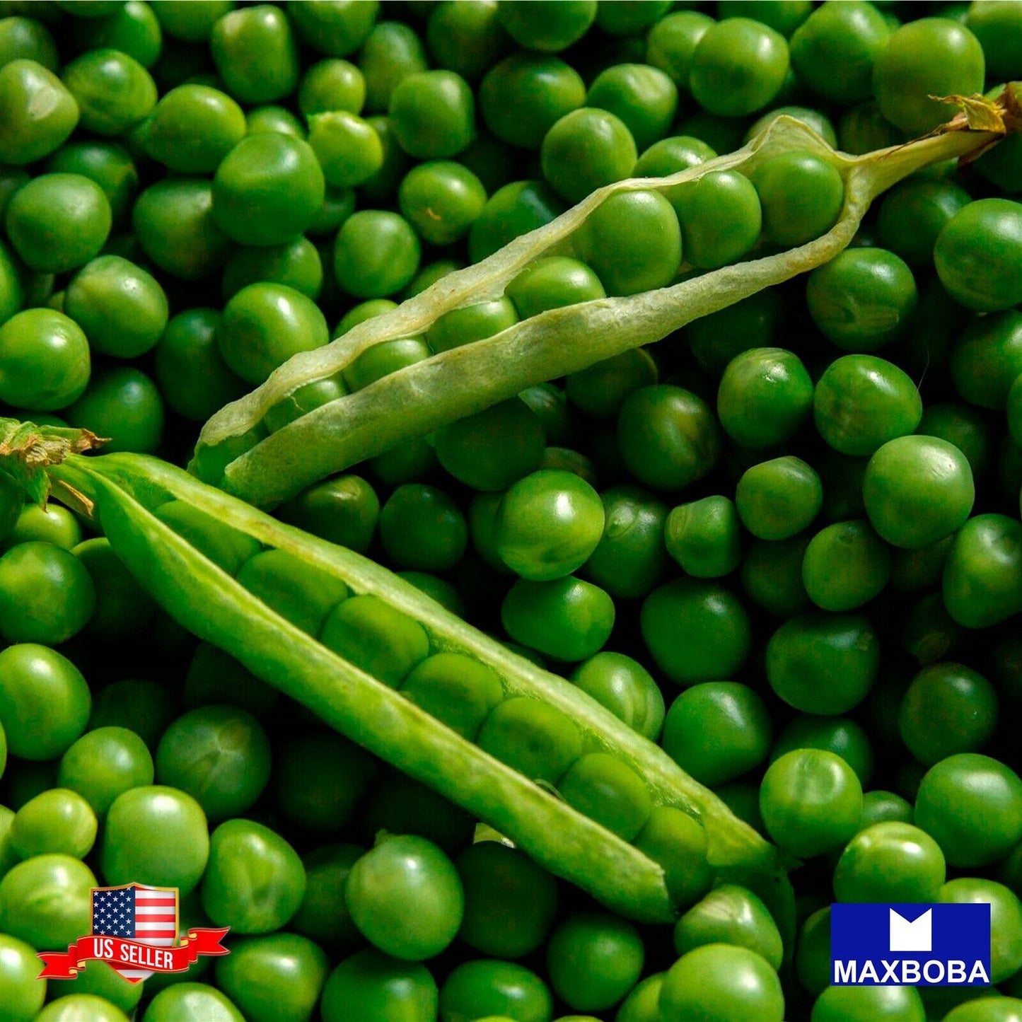 Pea Seeds - Thomas Laxton Non-GMO / Heirloom / Garden Vegetable / Fresh