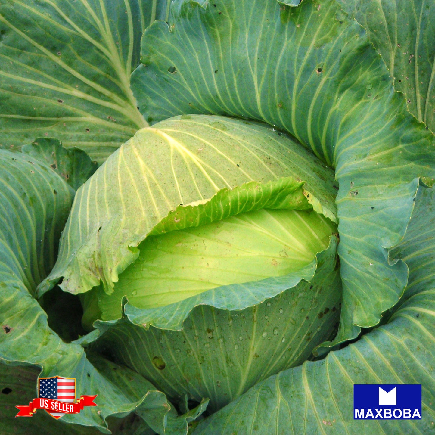 Cabbage Late Flat Dutch Seeds Vegetable Heirloom Non-GMO