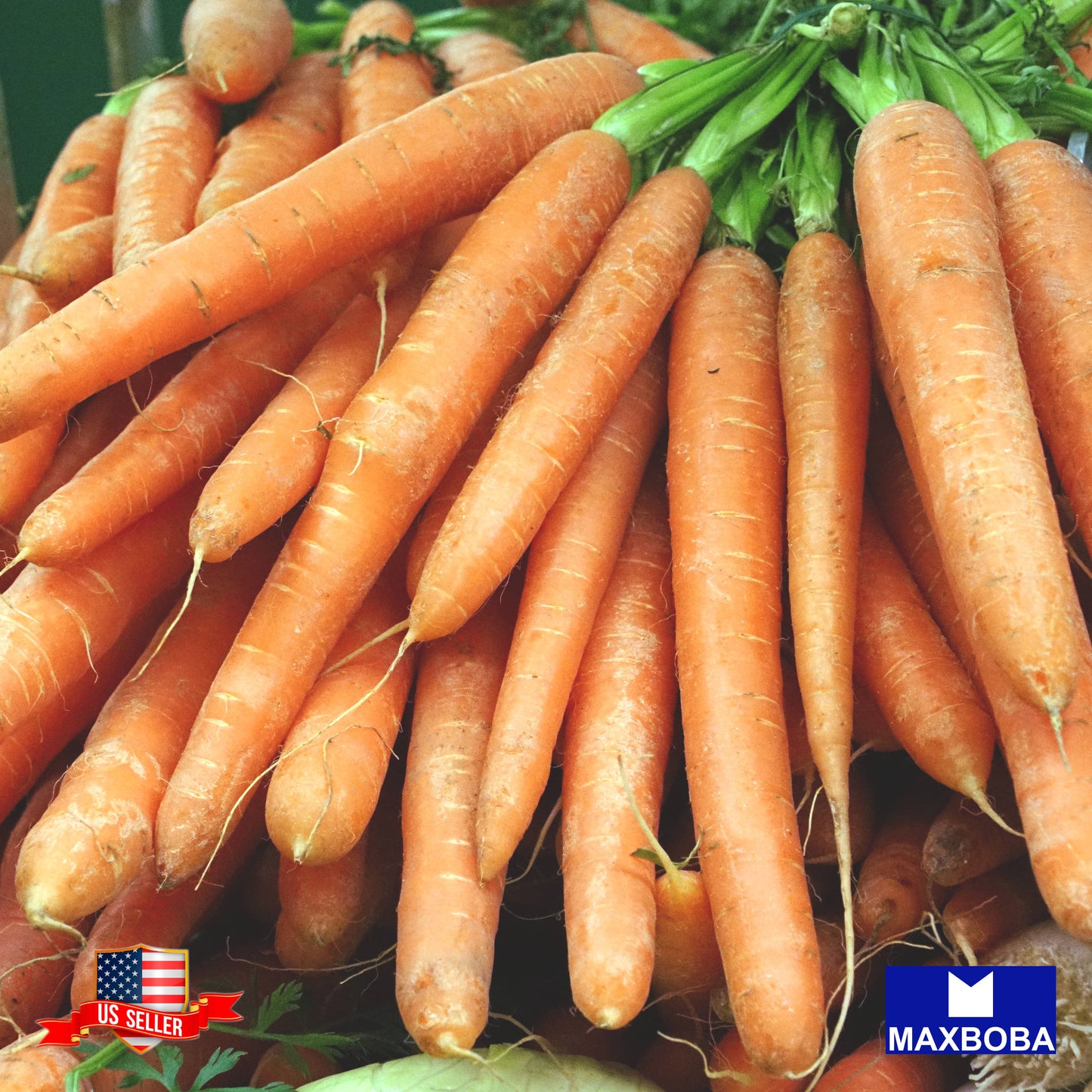 Non-GMO Carrot Seeds - Scarlet Nantes - / Heirloom / Vegetable