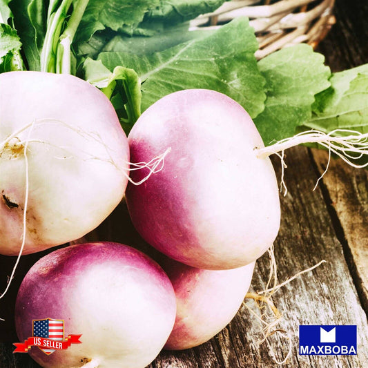 Turnip Seeds Purple Top White Globe Non-GMO, Heirloom Garden Vegetable / Fresh