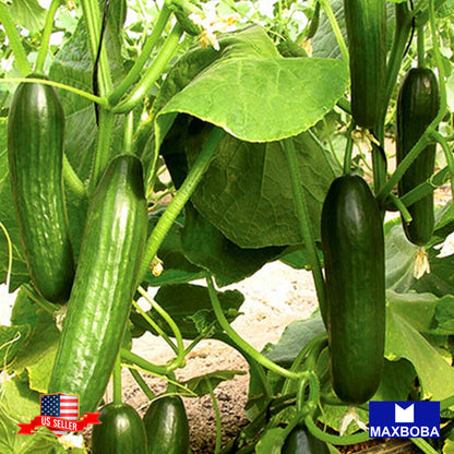 Cucumber Fresh Seeds - Beit Alpha CMR/MMR Non-GMO Heirloom Vegetable