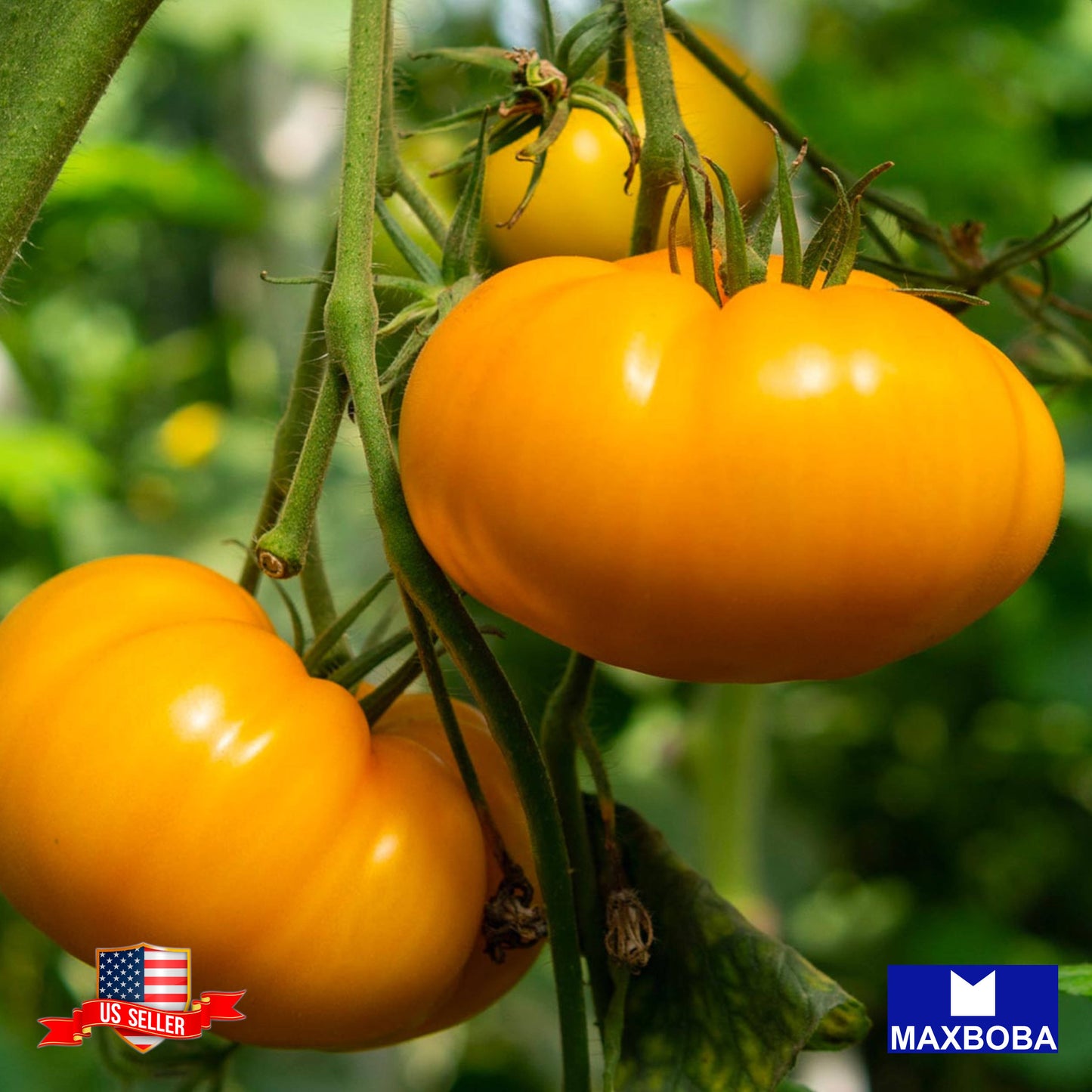 Tomato Seeds Cherry Orange Heirloom Vegetable Non-GMO
