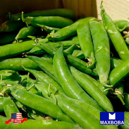 Pea Seeds - Snap - Sugar Daddy Non-GMO / Heirloom / Garden Vegetable / Fresh