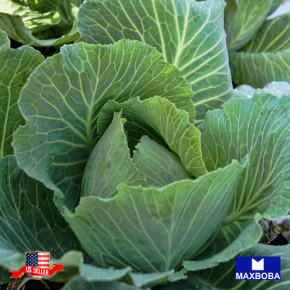 Cabbage Seeds Brunswick Heirloom Vegetable Non-GMO