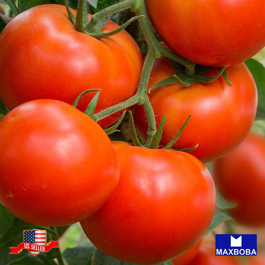 Tomato Seeds - Large Red Cherry Non-GMO Heirloom Vegetable