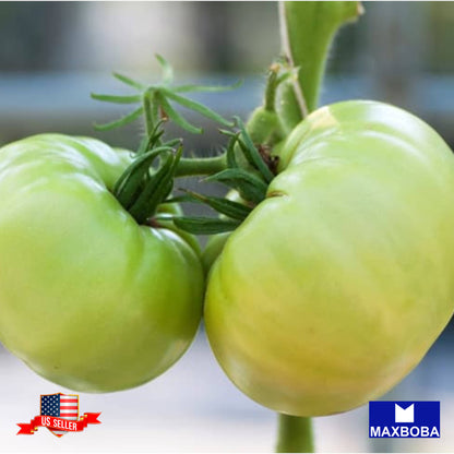 Tomato Seeds Great White Heirloom Vegetable Non-GMO