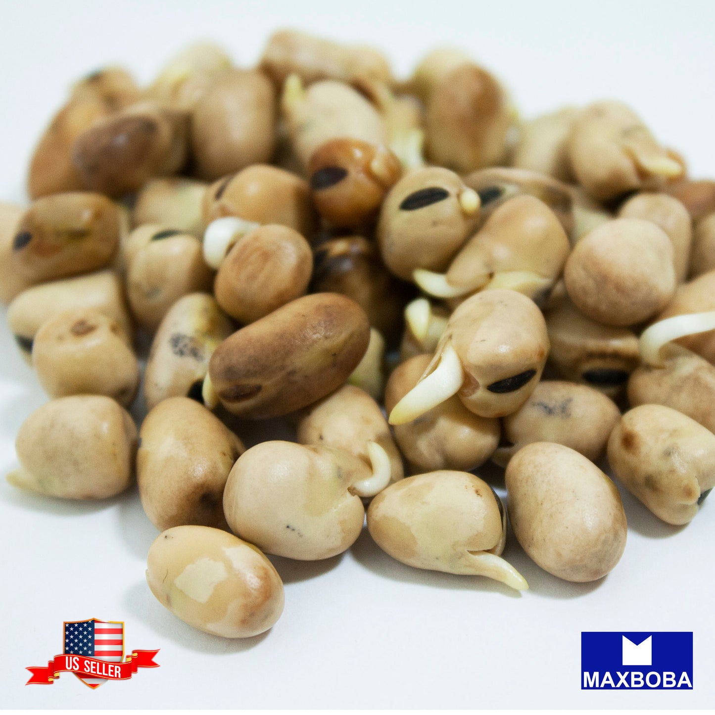 Bean Fresh Seeds - Fava - Organic Non-GMO Heirloom