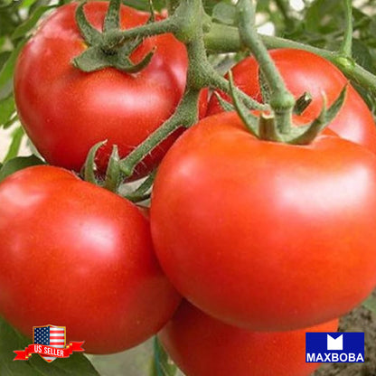 Tomato Seeds Slicing Marglobe Heirloom Vegetable Non-GMO