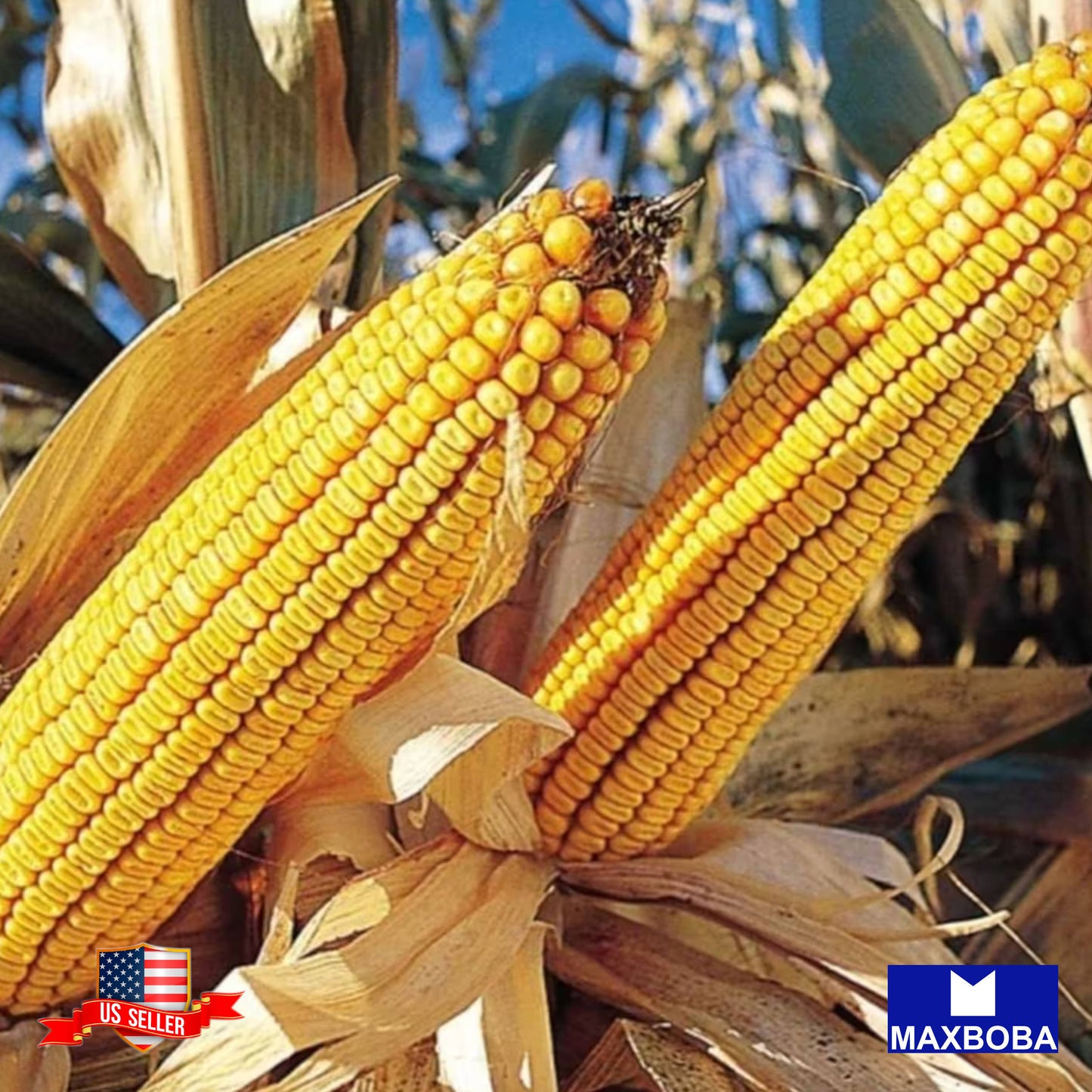 Corn Dent Truckers Favorite Yellow Seeds Vegetable Heirloom Non-GMO