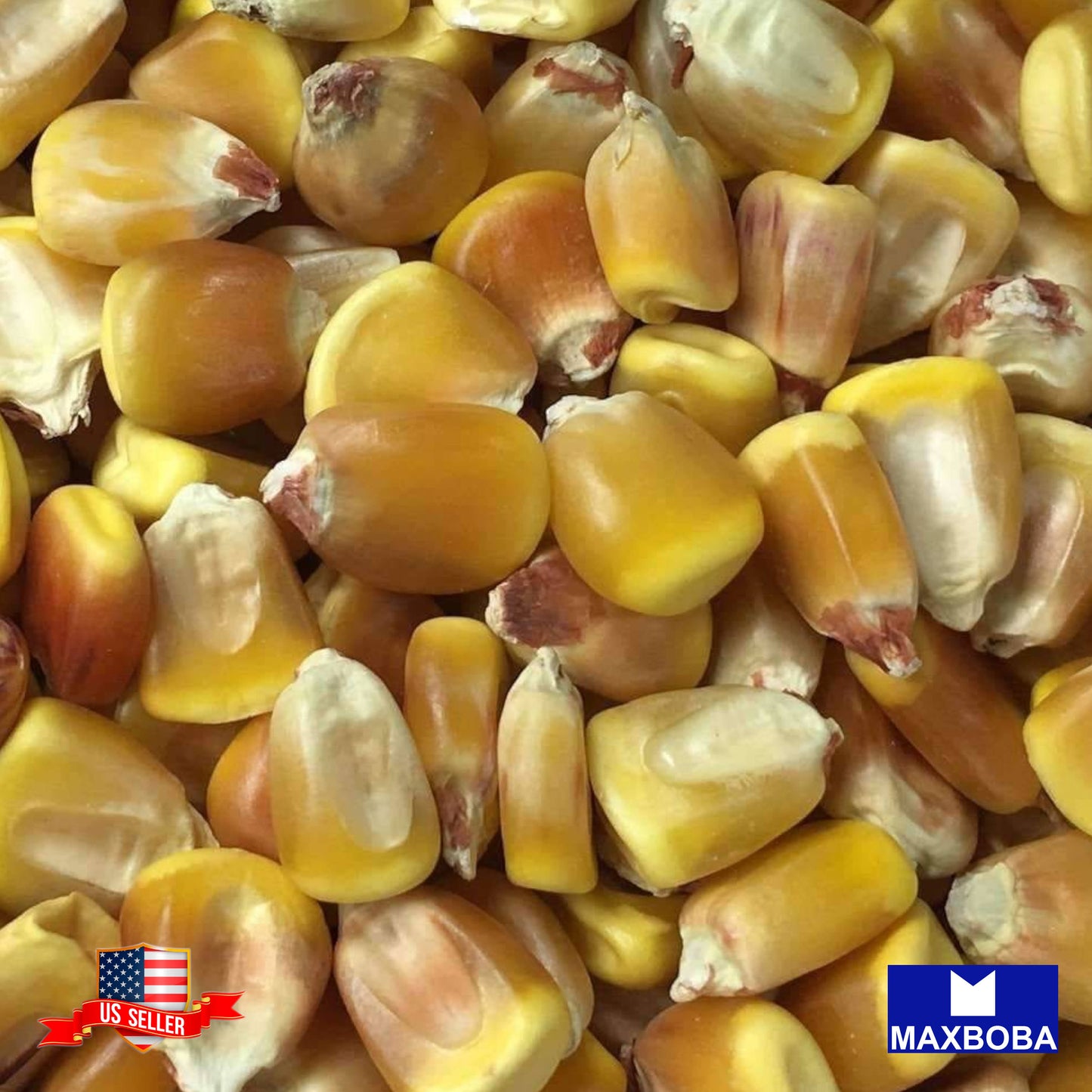 Corn Dent Truckers Favorite Yellow Seeds Vegetable Heirloom Non-GMO