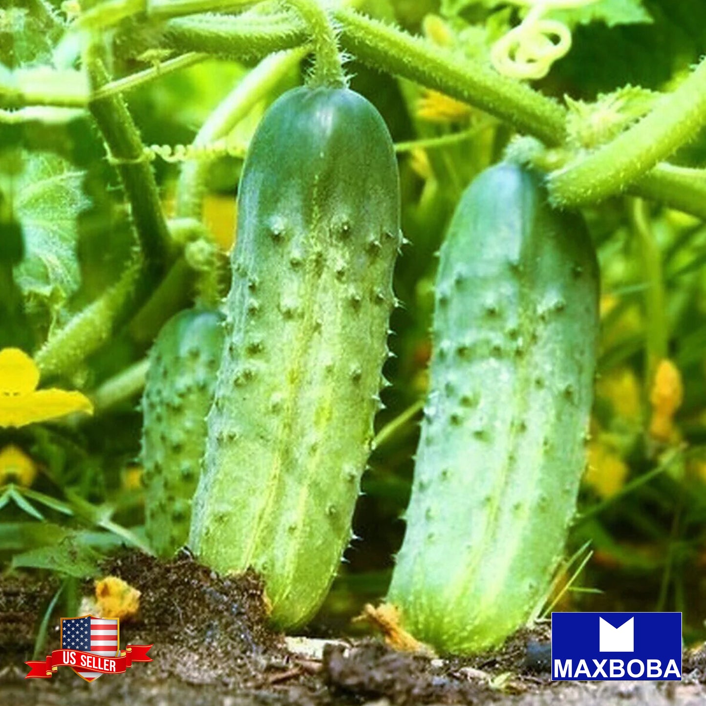 Cucumber Pickling Wisconsin SMR Seeds Non-GMO Heirloom Vegetable Garden