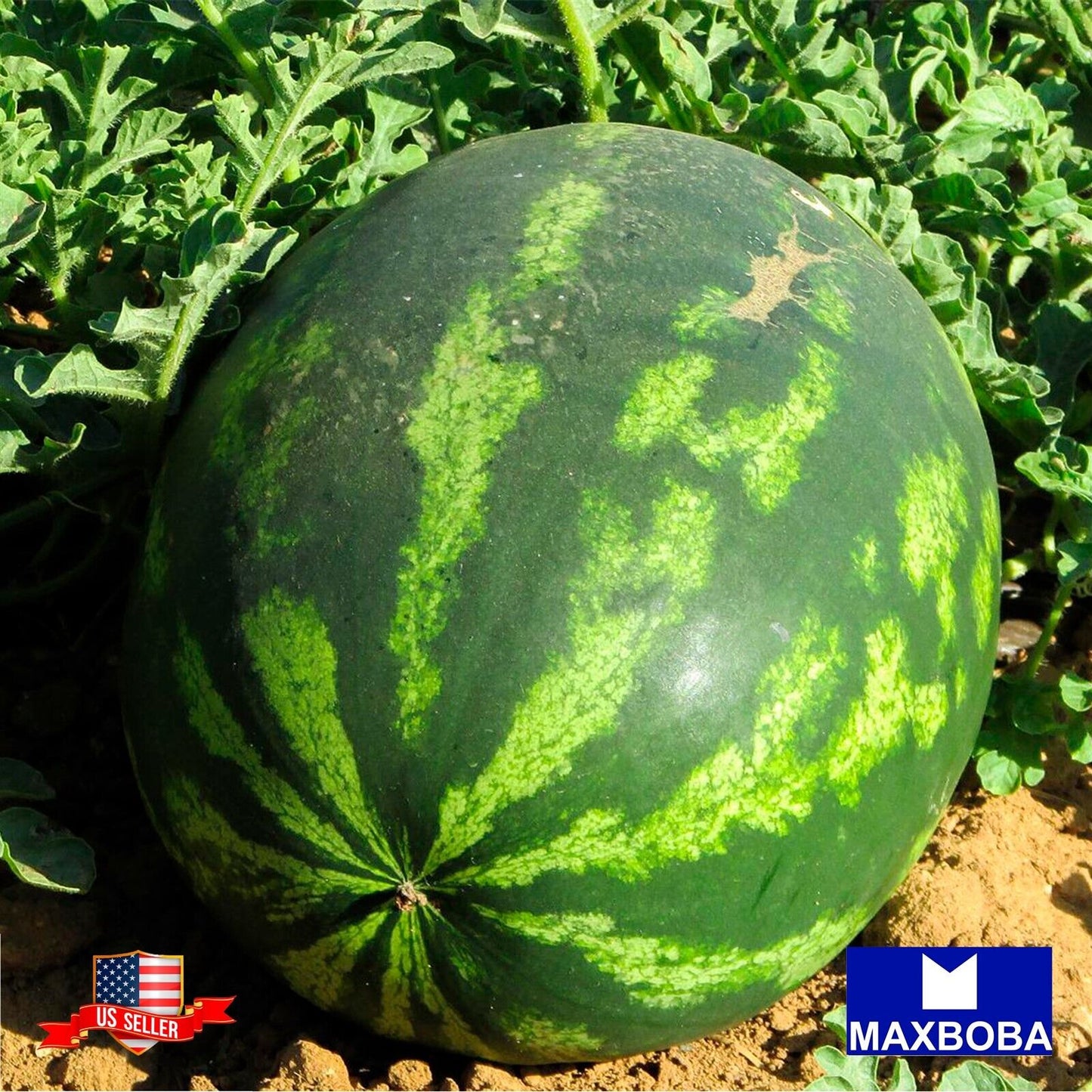 Watermelon Seeds - Crimson Sweet (Organic) Non-GMO Heirloom Garden