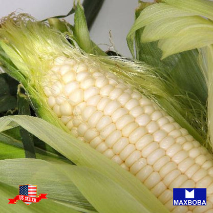 Corn Seeds Sweet Country Gentleman Heirloom Vegetable Non-GMO