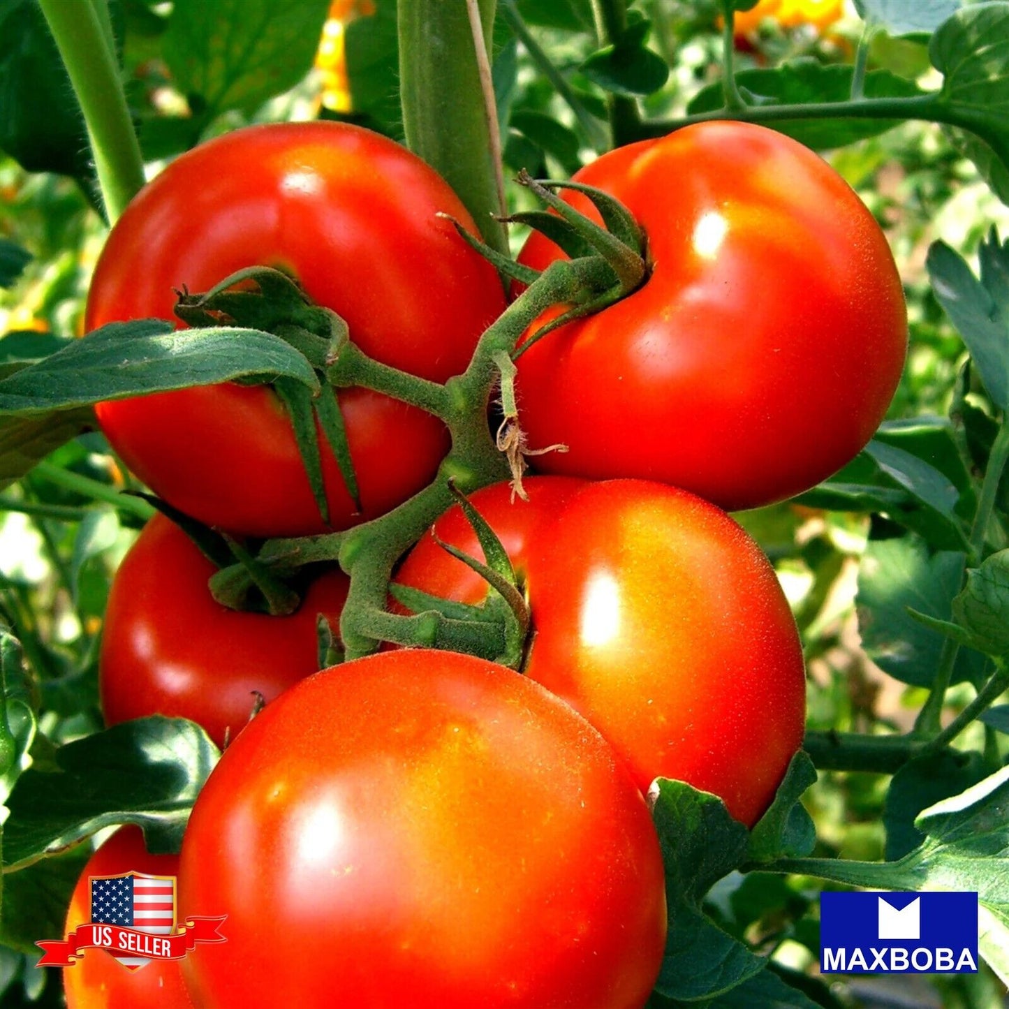 Tomato Seeds Ponderosa Red Heirloom Vegetable Non-GMO