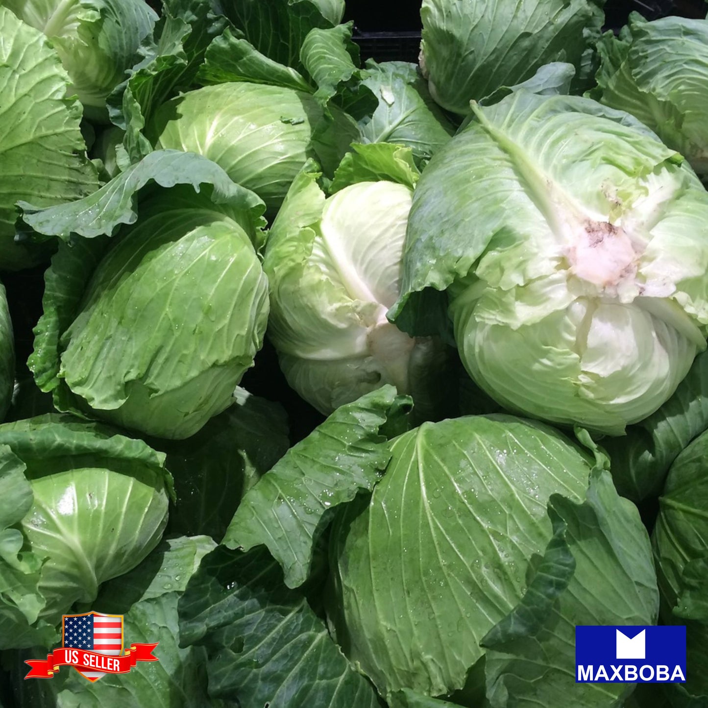 Cabbage Early Round Dutch Seeds Heirloom Vegetable Non-GMO