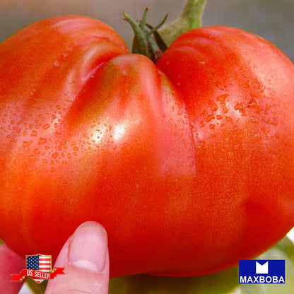 Tomato Seeds Ponderosa Red Heirloom Vegetable Non-GMO
