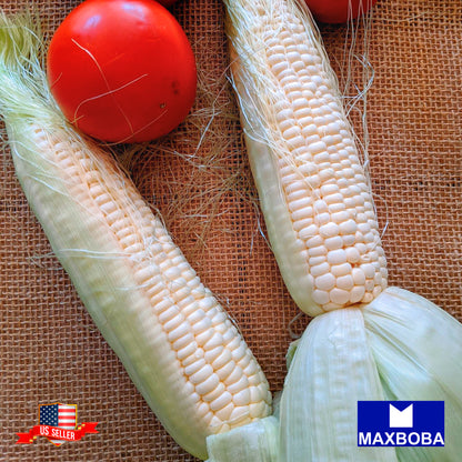 Corn Fresh Seeds - Truckers Favorite White Non-GMO Heirloom Vegetable Garden