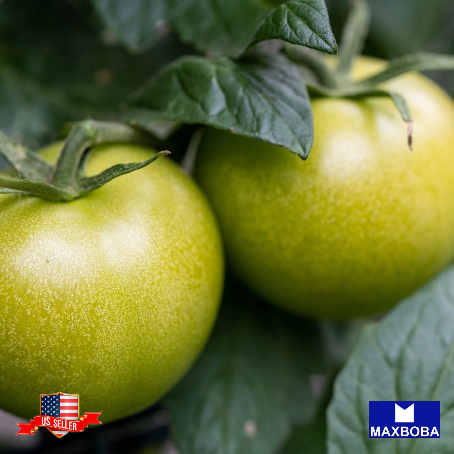 Tomato Seeds Green Grape Heirloom Vegetable Non-GMO