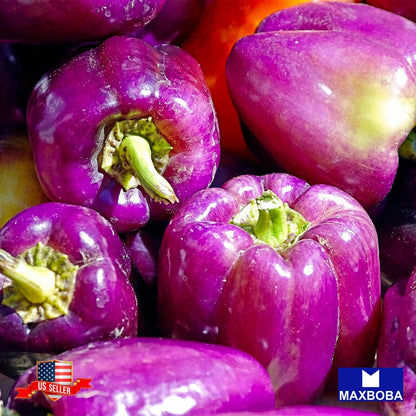 Pepper Fresh Seeds - Sweet - Purple Beauty Non-GMO Heirloom Vegetable Garden