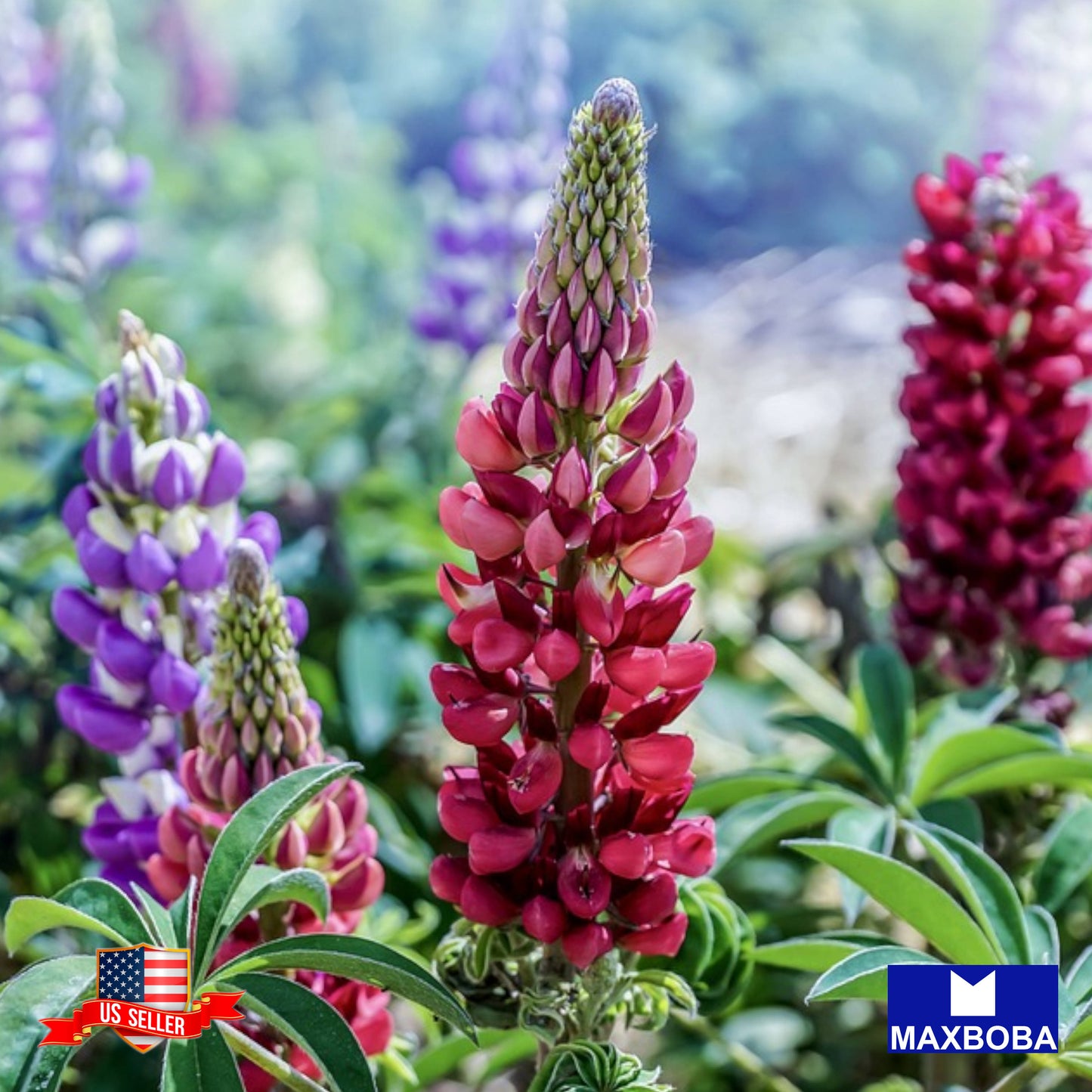 Lupine Seeds - Russell Strain Mixture Non-GMO