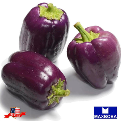 Pepper Fresh Seeds - Sweet - Purple Beauty Non-GMO Heirloom Vegetable Garden