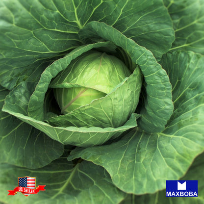 Cabbage Early Round Dutch Seeds Heirloom Vegetable Non-GMO