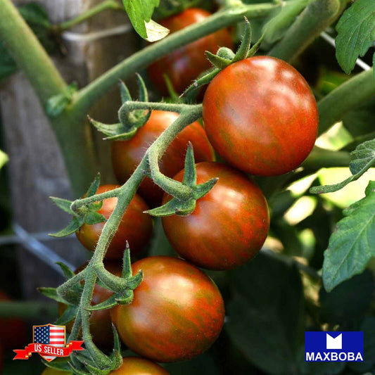 Tomato Fresh Seeds - Cherry Chocolate Non-GMO Vegetable