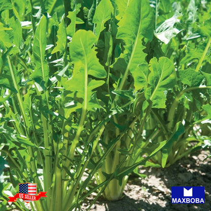 Non-GMO Endive Seeds - Catalogna Emerald Heirloom Vegetable