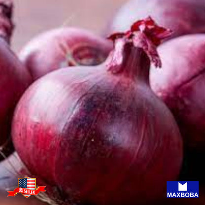 Onion Seeds - Red Creole Non-GMO Heirloom Garden Vegetable Fresh