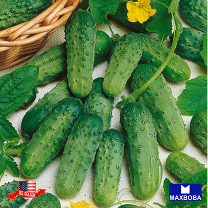 Cucumber Parisian Pickle Seeds Heirloom Vegetable Non-GMO