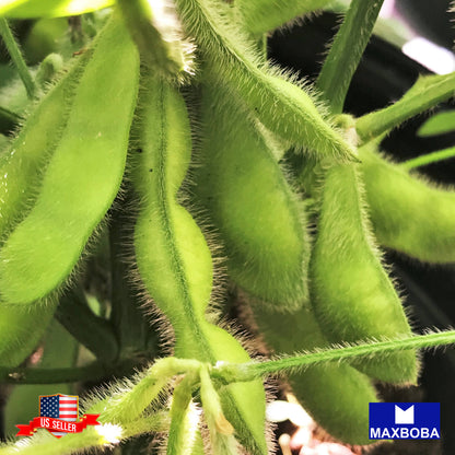 Soybean Fresh Seeds - Midori Giant (Eda Mame) Non-GMO Heirloom Garden