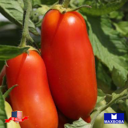 Tomato Paste San Marzano Indeterminate Seeds Heirloom Vegetable Non-GMO