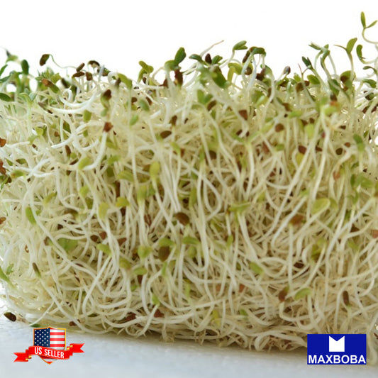 Alfalfa Seeds - Organic - Sprouting Non-GMO Heirloom