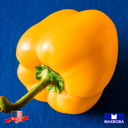 Pepper Seeds - Sweet - Mini Bell Yellow Non-GMO / Vegetable Garden Fresh