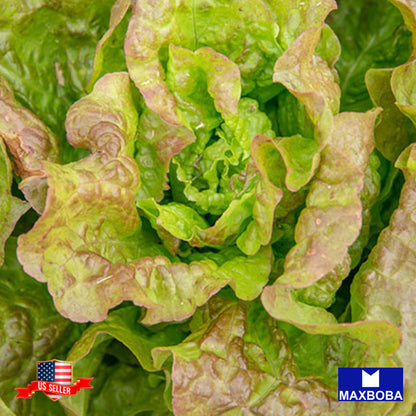 Lettuce Seeds - Butterhead Bronze Mignonette Non-GMO Heirloom Vegetable