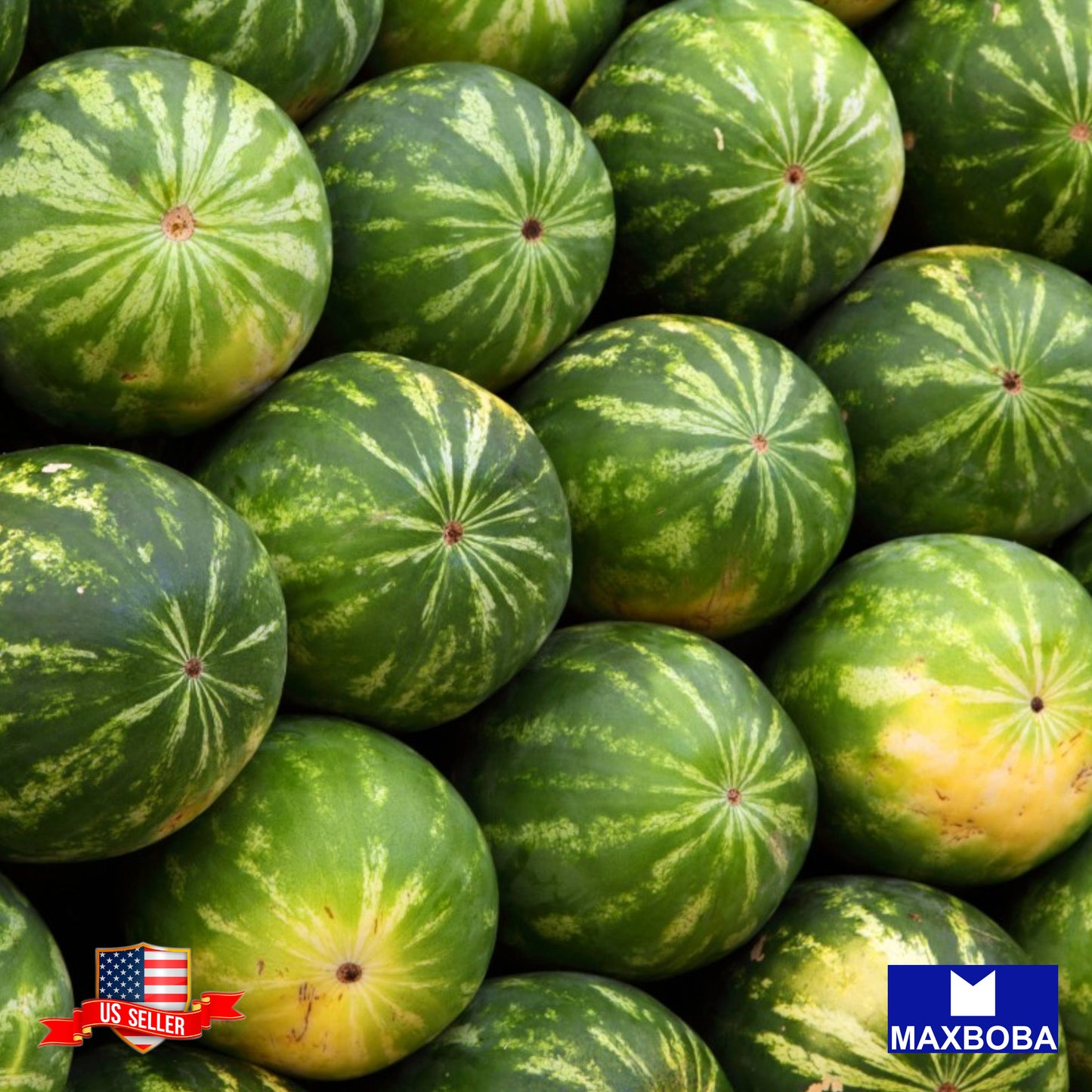 Watermelon Picnic Striped Klondike Blue Ribbon Seeds Heirloom Non-GMO
