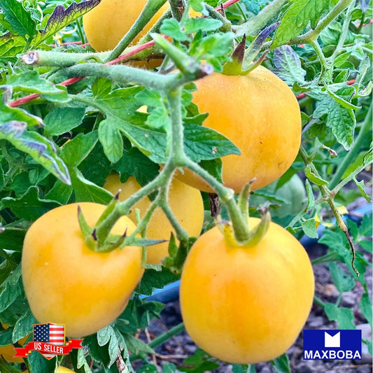 Tomato Fresh Seeds Garden Peach Non-GMO  Heirloom Vegetable