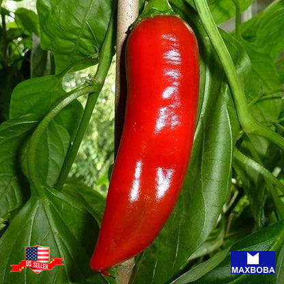 Pepper Seeds Hot Birdseye Chili Non-GMO Heirloom Vegetable