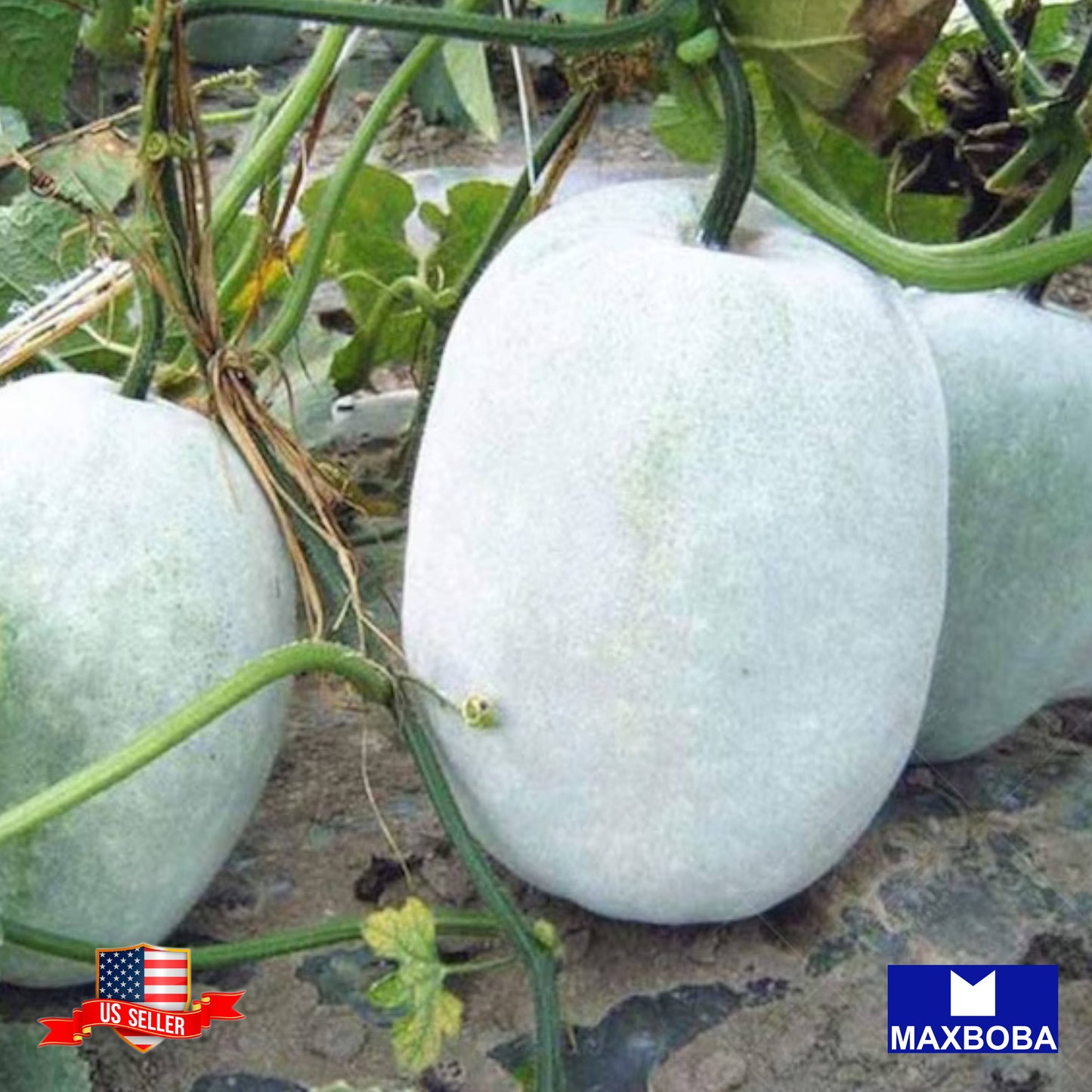 Gourd Giant Wax Seeds Heirloom Vegetable Non-GMO