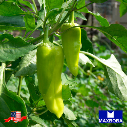 Pepper Seeds Sweet - Pepperoncini Italian Non-GMO Heirloom Vegetable Garden
