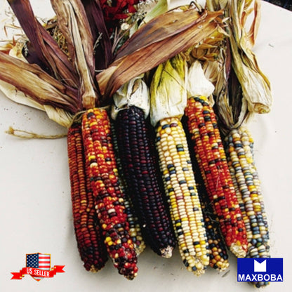 Corn Flint Ornamental Rainbow (Multicolors) Seeds Vegetable Heirloom Non-GMO