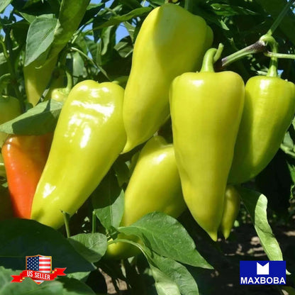 Pepper Seeds - Hot - Santa Fe Grande Vegetable Heirloom Non-GMO