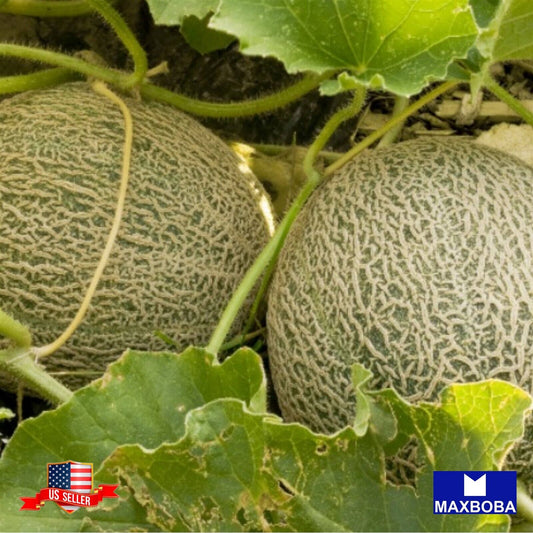 Melon Seeds - Cantaloupe - Hales Best Jumbo Vegetable Non-GMO Heirloom