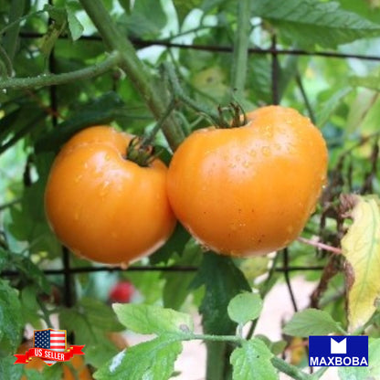 Tomato Seeds Gold Medal Heirloom Vegetable Non-GMO