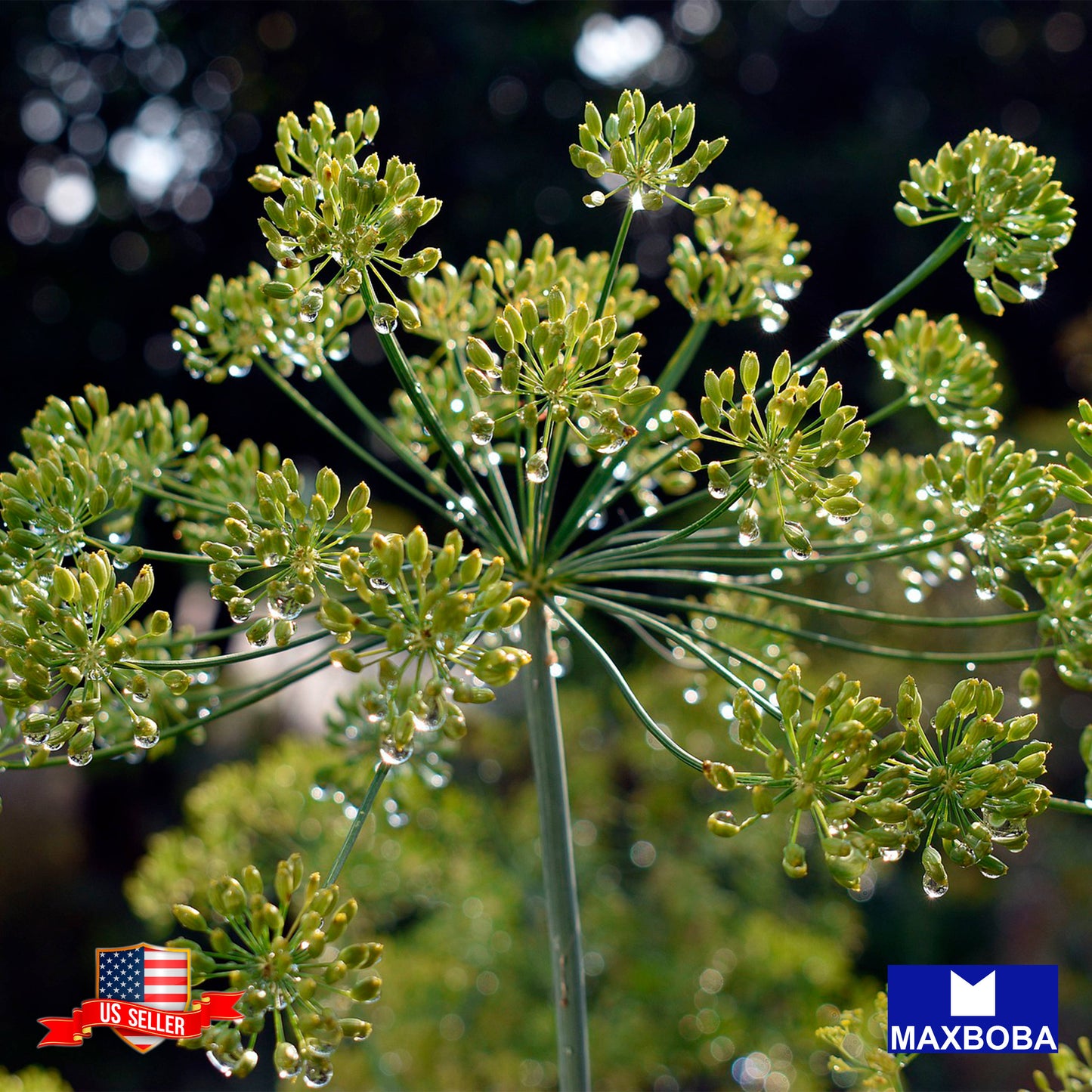 Non-GMO Dill Seeds - Bouquet Anethum graveolens Heirloom Herb Garden Fresh