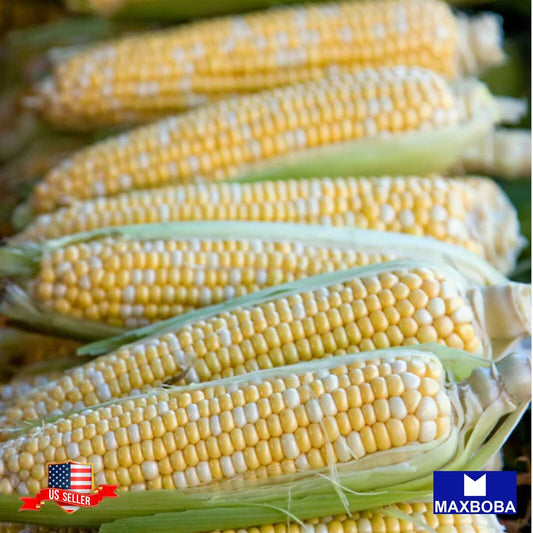 Corn Fresh Seeds - Ambrosia Hybrid Non-GMO Heirloom Vegetable