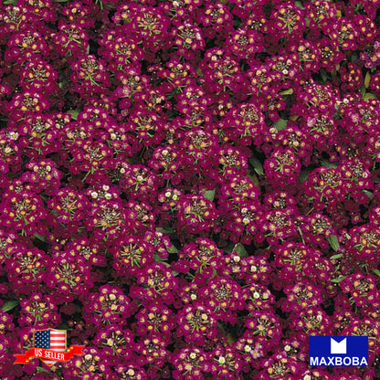 Alyssum Seeds - Royal Carpet Lobularia maritima Non-GMO Herb Garden Fresh