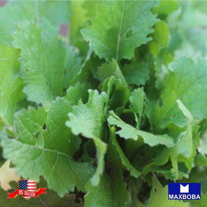 Turnip Seven Top Seeds Vegetable Heirloom Non-GMO